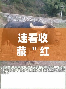 我来告诉你“扑克牌神器软件”通用版下载教程!